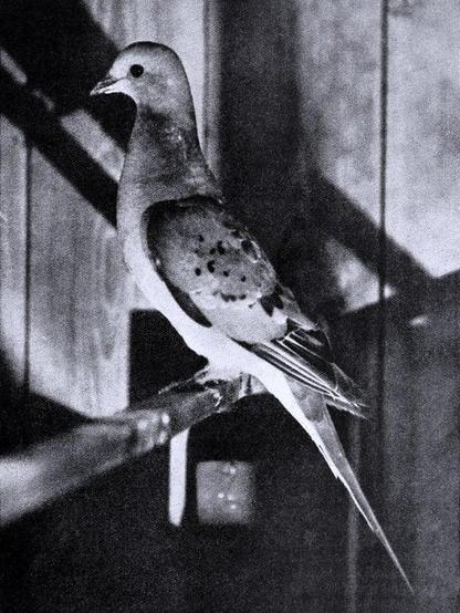 Posted media